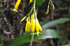 Lisianthius skinneri