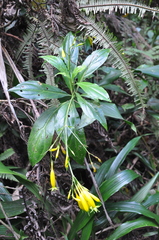 Lisianthius skinneri