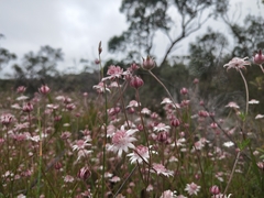 Actinotus forsythii