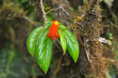 Columnea dissimilis