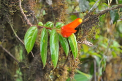 Columnea dissimilis
