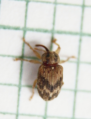 Lignyodes bischoffi