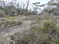 Actinotus forsythii