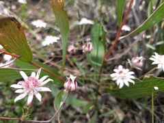 Actinotus forsythii