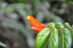 Columnea dissimilis