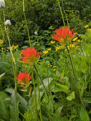 Castilleja suksdorfii