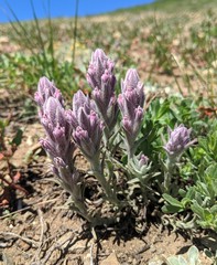 Castilleja schizotricha
