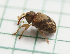 Lignyodes bischoffi