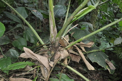 Anthurium caperatum