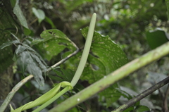 Anthurium caperatum