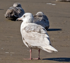 Larus glaucescens × hyperboreus
