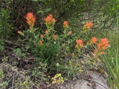 Castilleja pruinosa