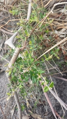 Bossiaea cinerea
