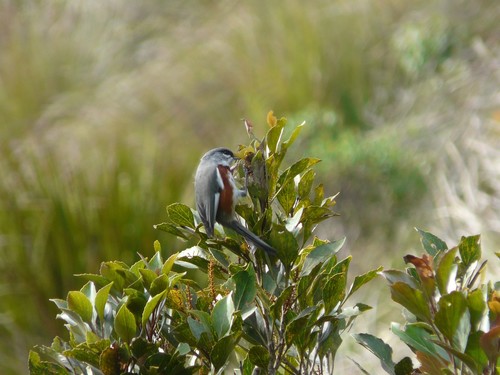 Bay-chested Warbling Finch (Castanozoster thoracicus), photo 4