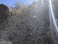 Pleurocoronis pluriseta