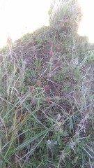 Mexican thistle (Eryngium ebracteatum)