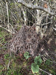 Neotoma fuscipes annectens