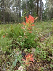 Castilleja pruinosa