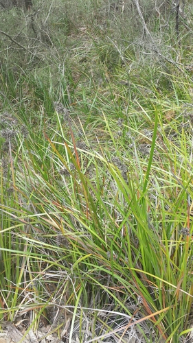 Lepidosperma concavum · iNaturalist Mexico