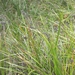 Sandhill Sword-Sedge - Photo (c) Robert Pergl, some rights reserved (CC BY-NC), uploaded by Robert Pergl