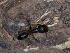 Camponotus