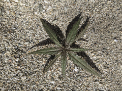 Eulobus californicus