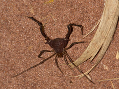 Discocyrtanus pertenuis