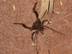 Discocyrtanus pertenuis