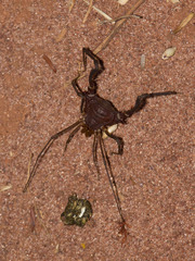 Discocyrtanus pertenuis