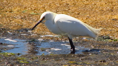 Egretta thula thula