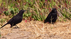 Curaeus curaeus curaeus