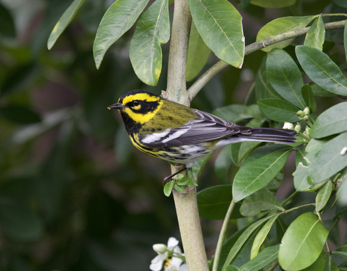 Townsend's Warbler, photo 6 of 7