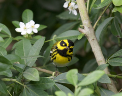 Townsend's Warbler photo 4