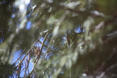 Poecile gambeli abbreviatus