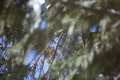 Poecile gambeli abbreviatus