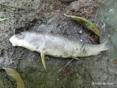 Catostomus commersonii