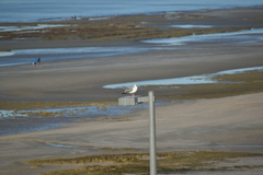Larus