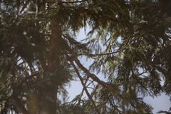 Poecile gambeli abbreviatus