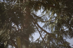 Poecile gambeli abbreviatus