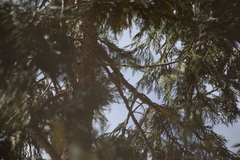 Poecile gambeli abbreviatus