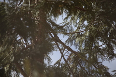 Poecile gambeli abbreviatus