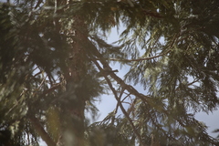 Poecile gambeli abbreviatus