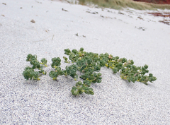 Atriplex billardierei