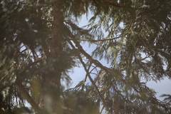 Poecile gambeli abbreviatus