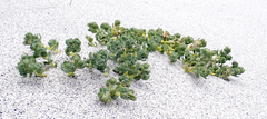 Atriplex billardierei