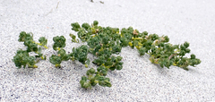 Atriplex billardierei