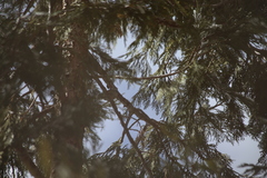 Poecile gambeli abbreviatus