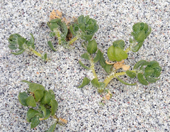 Atriplex billardierei