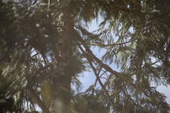 Poecile gambeli abbreviatus