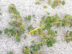 Atriplex billardierei